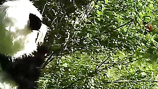 Little Red Riding Hood fucking with Panda in the wood Porn Video