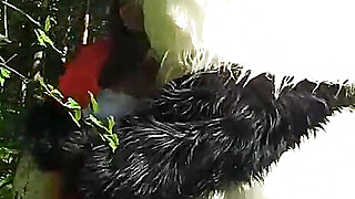 Little Red Riding Hood fucking with Panda in the wood Porn Video