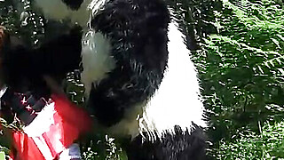 Little Red Riding Hood fucking with Panda in the wood Porn Video